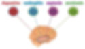 The 4 hormones and the impact in financial behavior